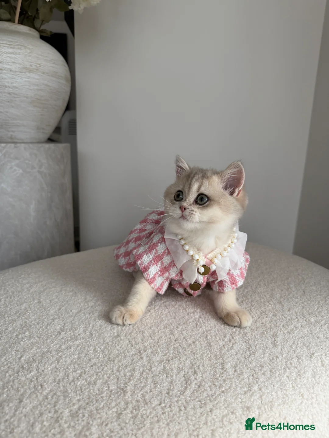 British Shorthair cats for sale: Blue Golden British Shorthair kitty - Advert 3