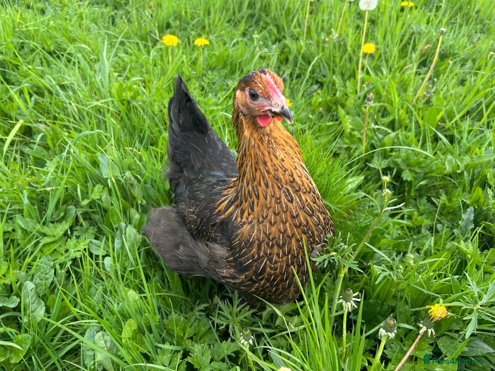 Mixed Breed poultry Hybrid Pullets POL Vaccinated - Advert 2