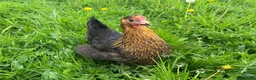 Mixed Breed poultry for sale: Hybrid Pullets POL Vaccinated - Advert 2