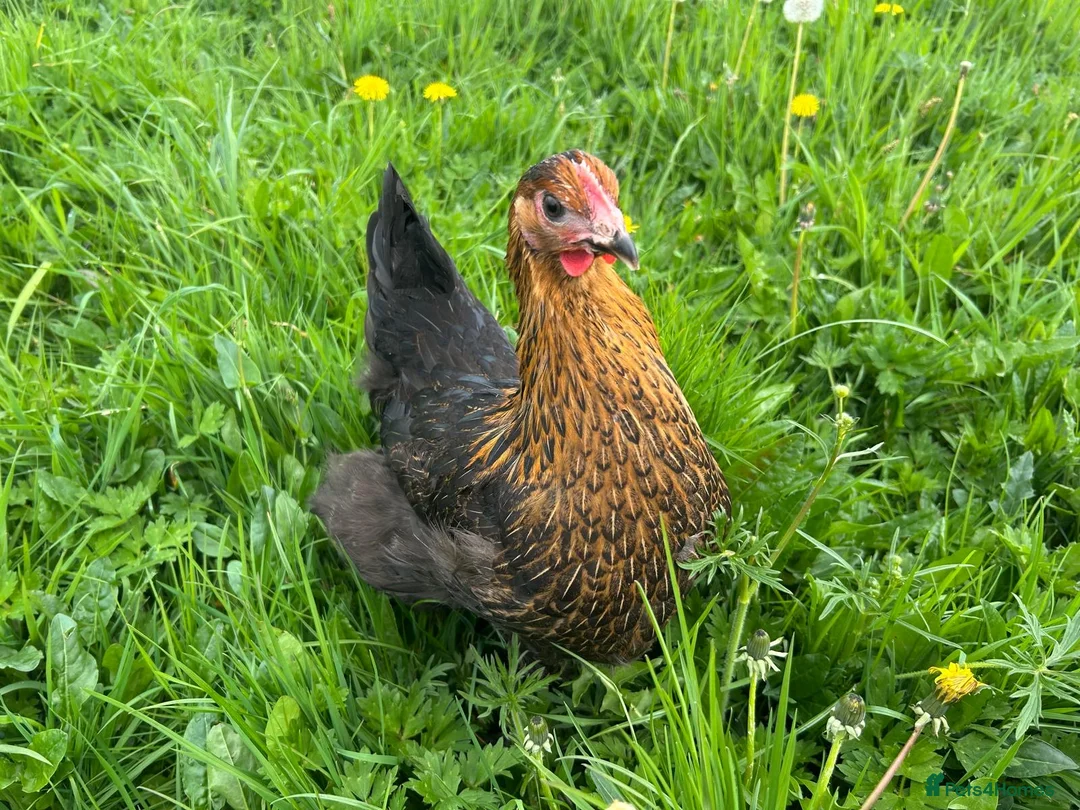 Mixed Breed poultry for sale: Hybrid Pullets POL Vaccinated - Advert 2