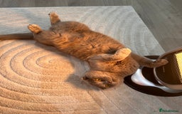 Scottish Fold cats for sale: Scottish Fold & British Longhair Cats for Rehome - Image 4