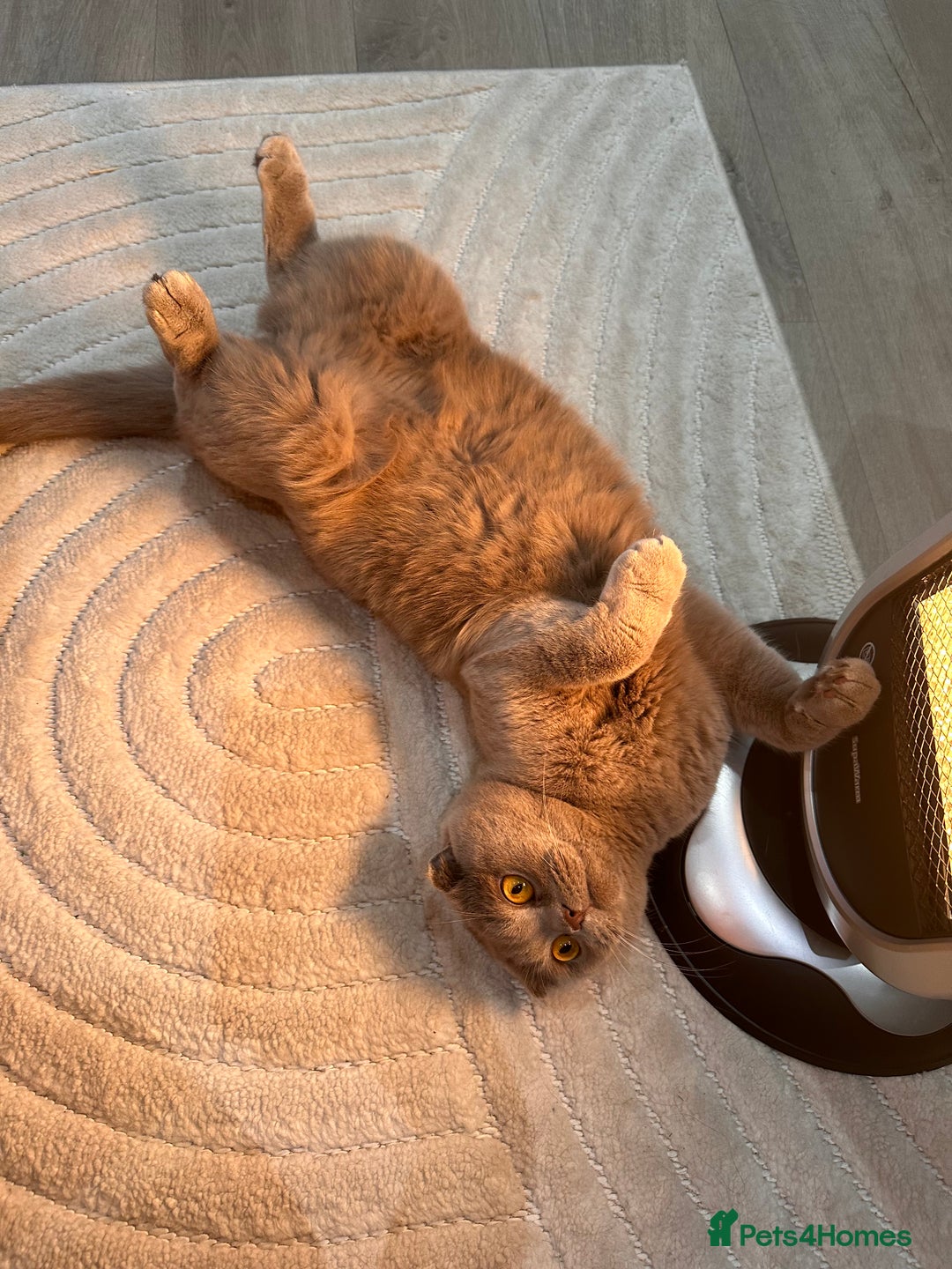 Scottish Fold cats for sale: Scottish Fold & British Longhair Cats for Rehome - Image 4
