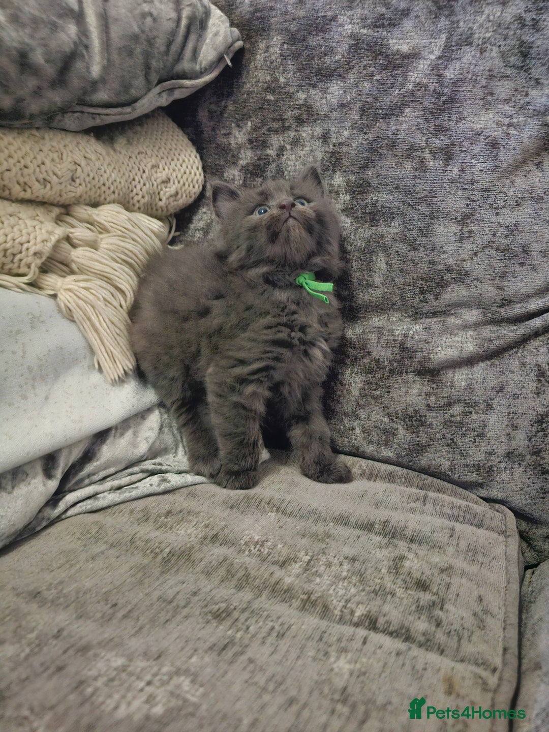 Maine Coon cats for sale: Maine Coon × Siberian - Advert 2