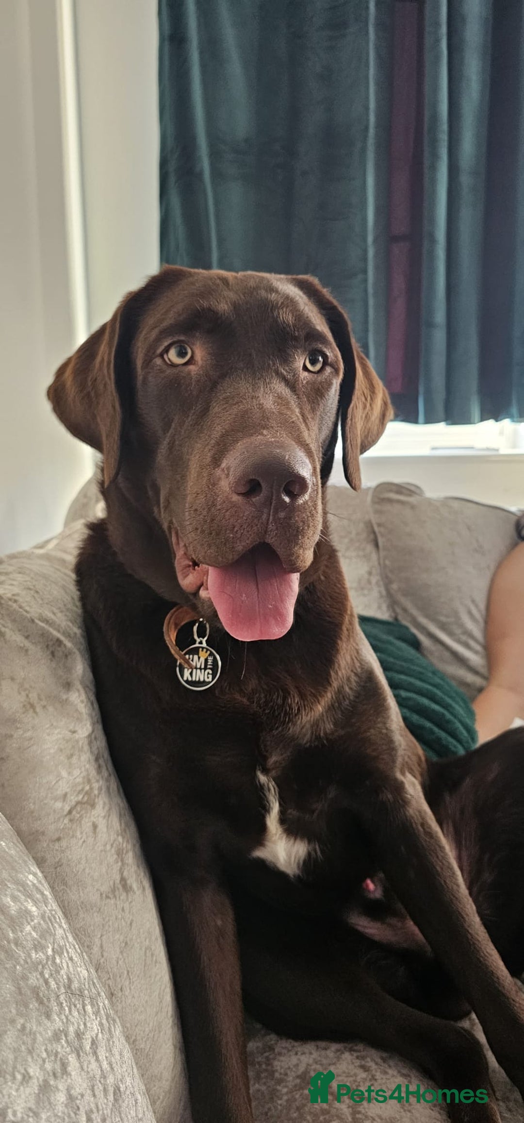 Labrador Retriever dogs for sale: Chocolate brown Labrador  - Image 1