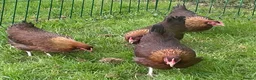 Chickens poultry for sale: Welsummer bantam hens - Advert 3