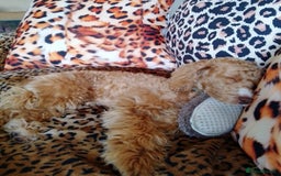 Mixed Breed dogs for sale: 8month old poodle - Image 3