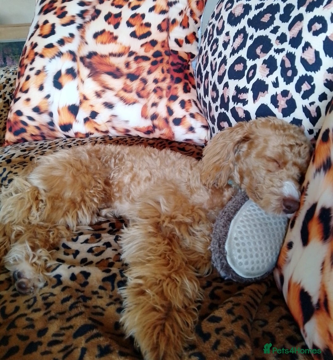 Mixed Breed dogs for sale: 8month old poodle - Image 3