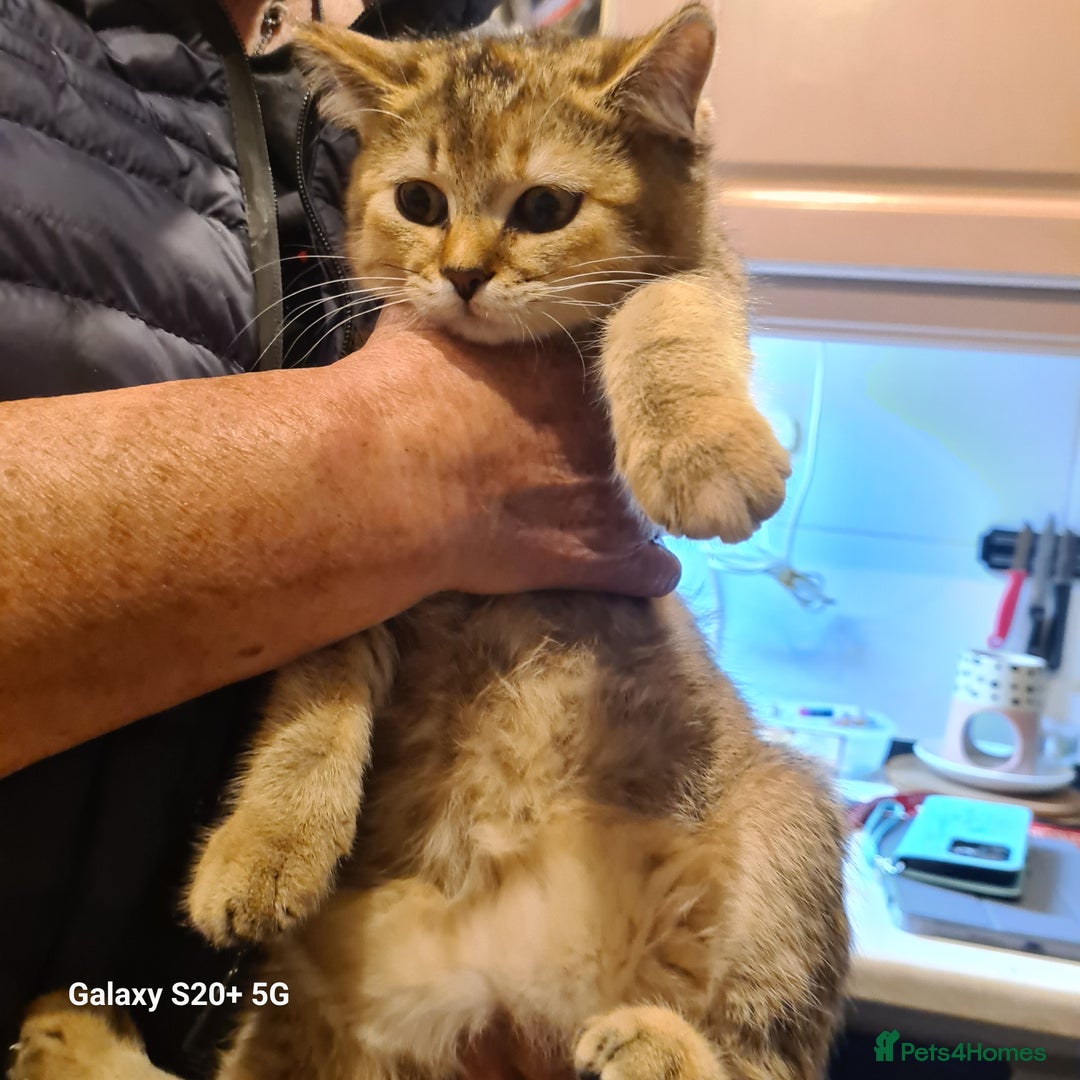 Scottish Fold cats for sale: Scottish fold/straight looking for home  - Advert 21