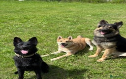 German Shepherd dogs for sale: German shepherd puppies for sale  - Image 5