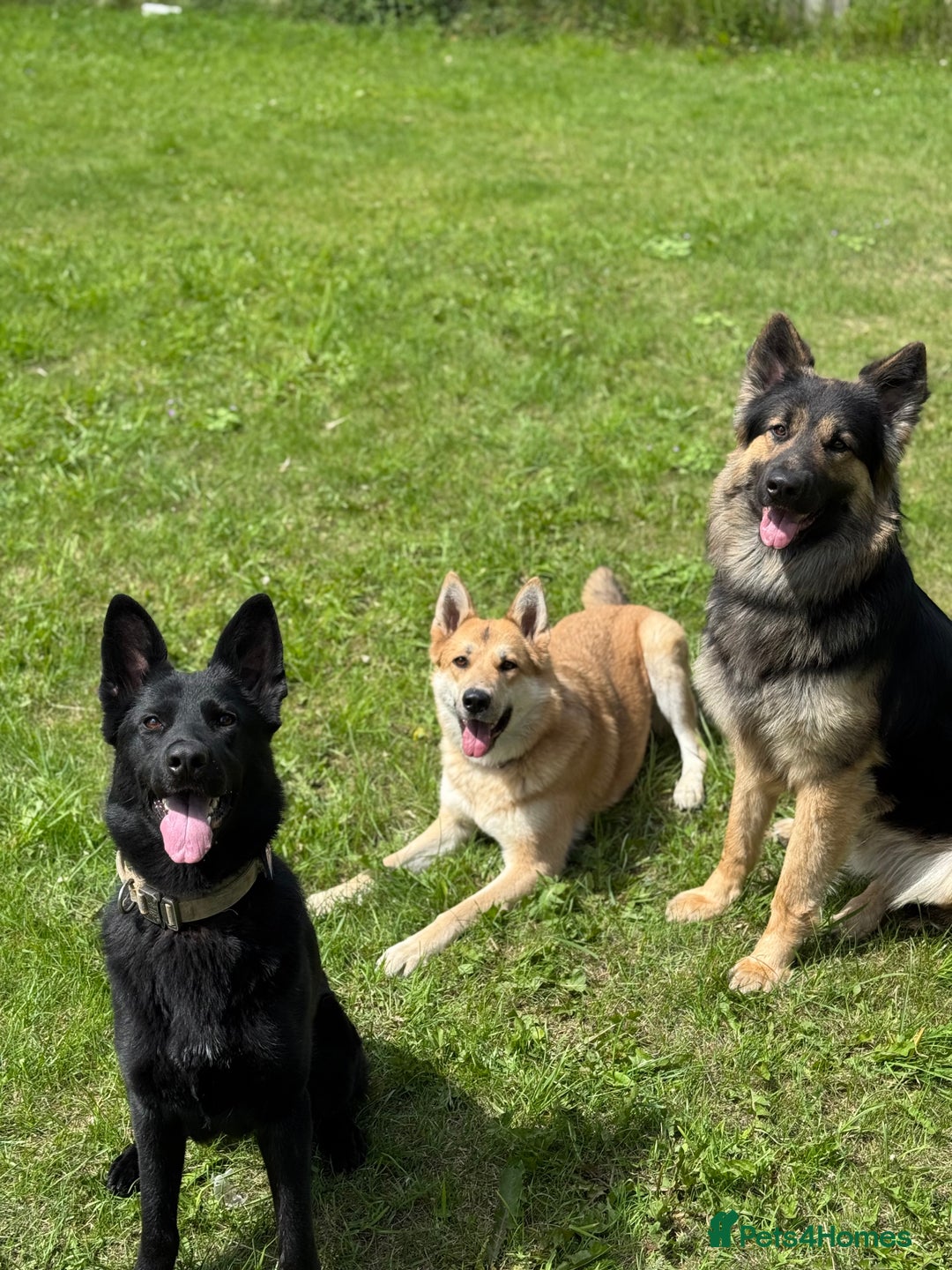 German Shepherd dogs for sale: German shepherd puppies for sale  - Image 5