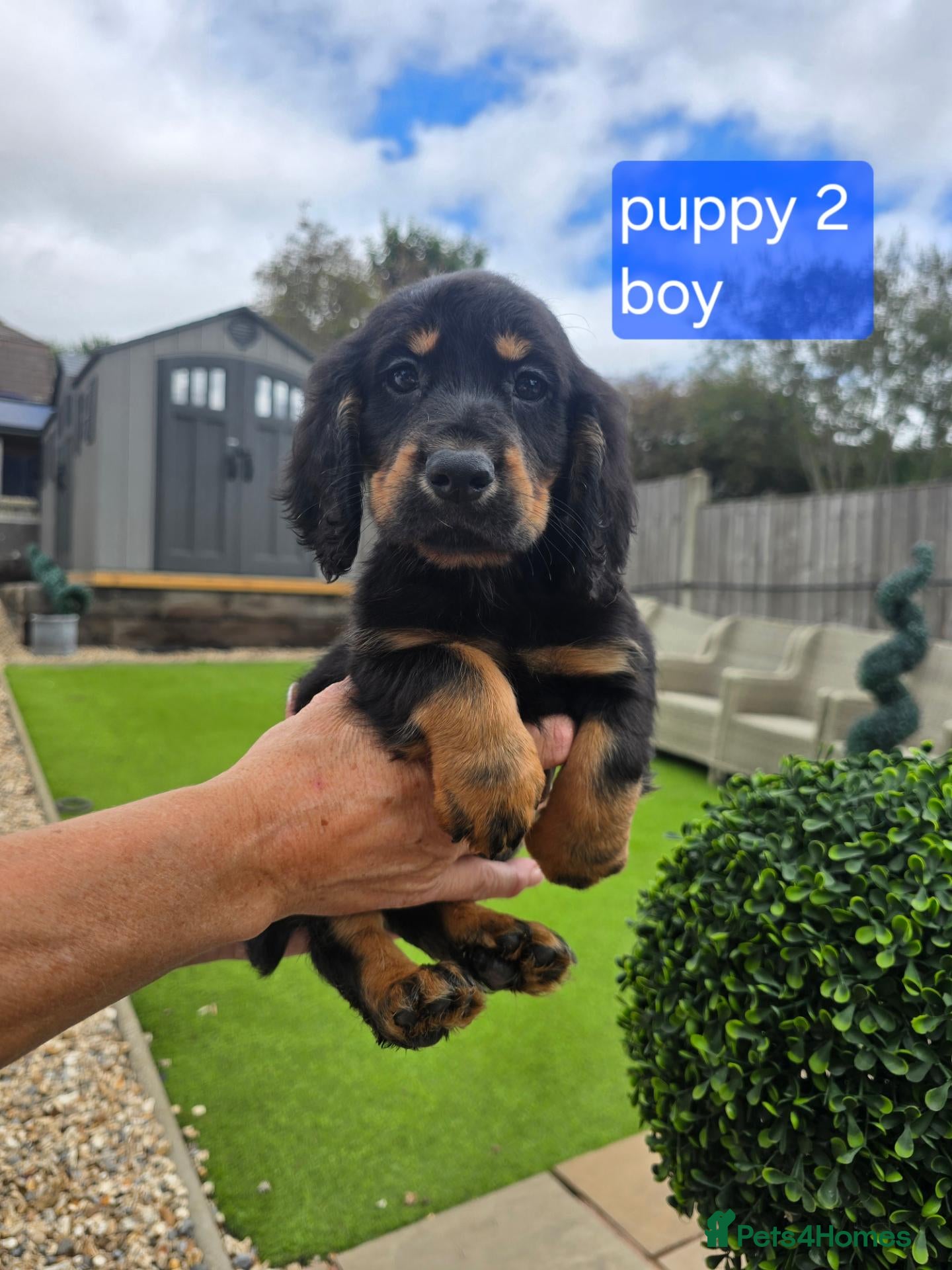 Cocker Spaniel dogs KC working Cocker spaniel puppies  - Advert 2