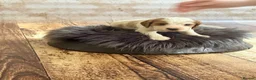 Cocker Spaniel dogs for stud: Proven KC  Stud dog - Advert 8