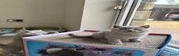 British Shorthair cats for sale: Beautiful lilac British shorthair sisters - Advert 4
