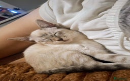 Siamese cats for sale: Lilac Lynx Point Traditional Siamese Female Kitten - Image 2