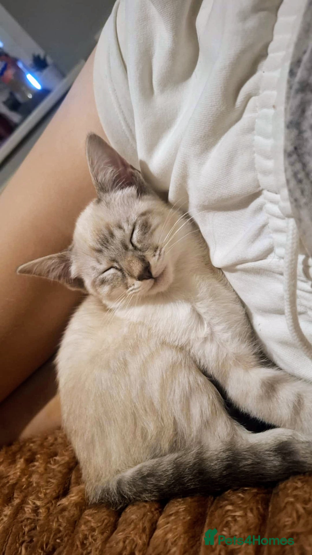 Siamese cats for sale: Lilac Lynx Point Traditional Siamese Female Kitten - Image 2