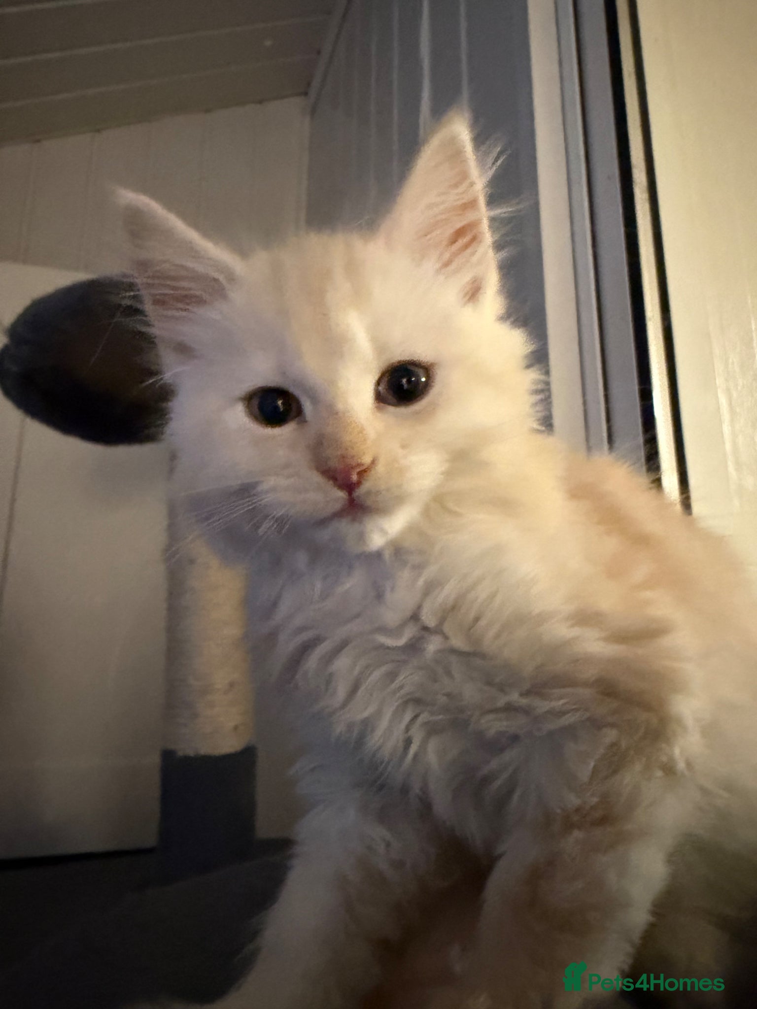 Maine Coon cats Maine Coon Cross Kittens *Available Now* - Advert 1
