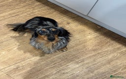 Miniature Dachshund dogs for sale: Fantastic long haired miniature dachshund - Image 17