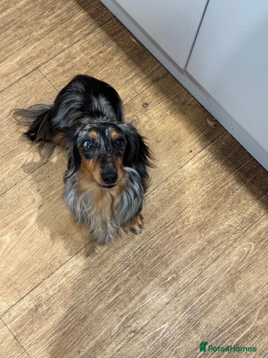 Miniature Dachshund dogs for sale: Fantastic long haired miniature dachshund - Image 17
