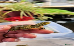 Turtle reptiles for sale: Western Painted Turles - Image 2