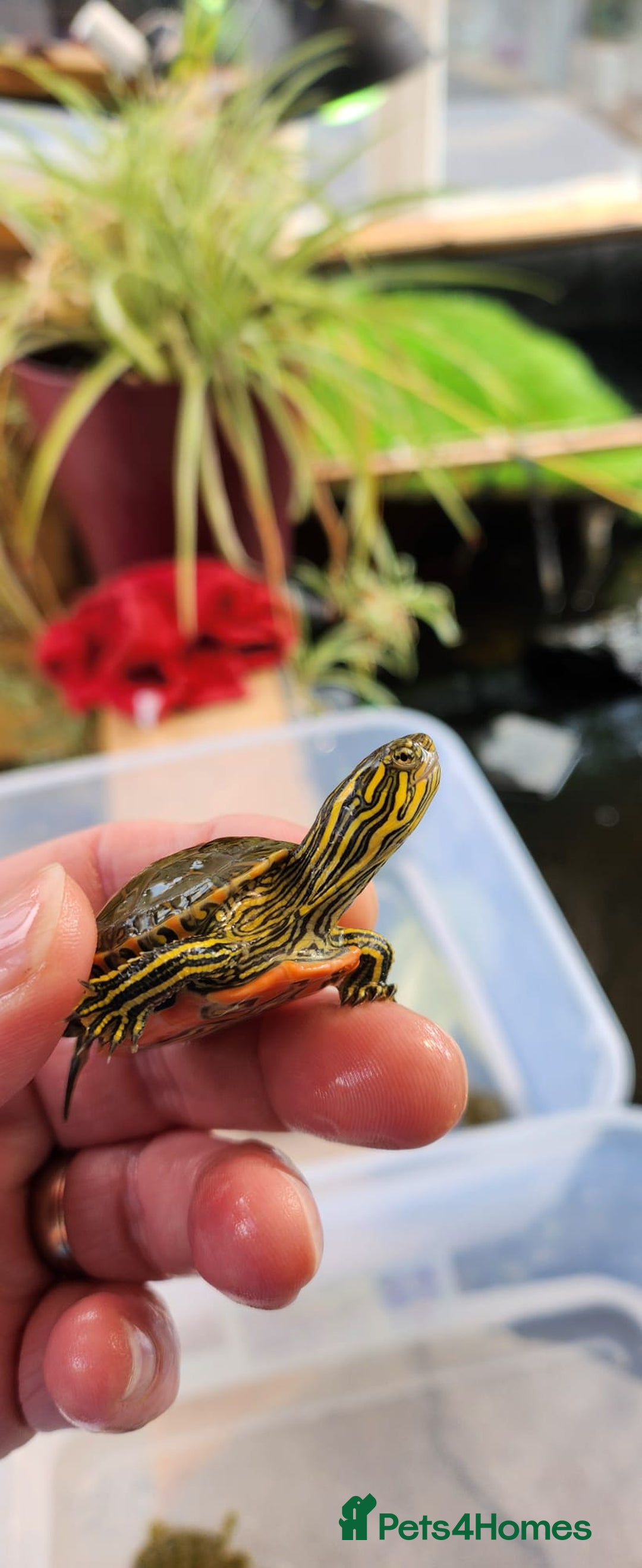 Turtle reptiles for sale: Western Painted Turles - Image 2