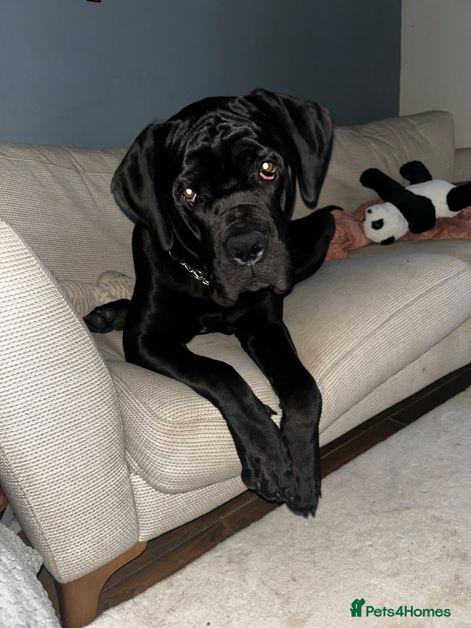 Cane Corso dogs Scooby needs his forever home  - Advert 1