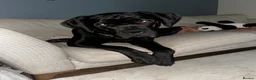 Cane Corso dogs for sale: Scooby needs his forever home  - Advert 1