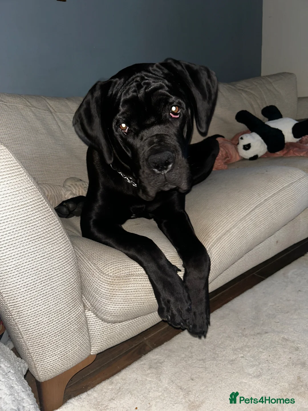 Cane Corso dogs for sale: Scooby needs his forever home  - Advert 1