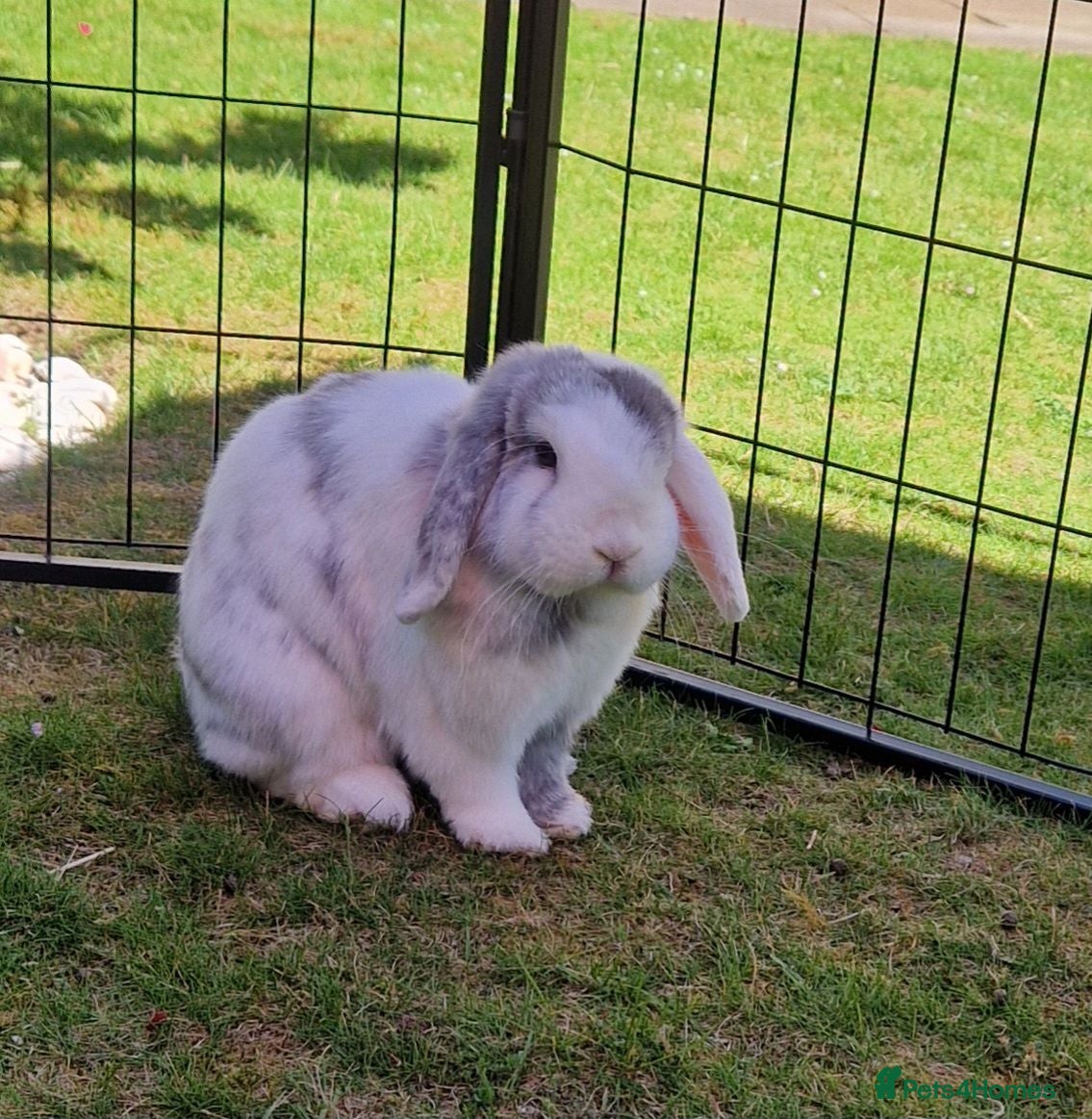 Mini Lop rabbits  Vienna Blue Magpie mini lop - Advert 10
