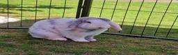 Mini Lop rabbits for sale:  Vienna Blue Magpie mini lop - Advert 1