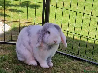 Mini Lop rabbits Vienna Blue Magpie mini lop - Advert 10