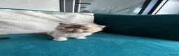 Persian cats for sale: Pure Persian kittens - Advert 5