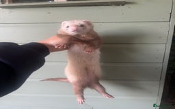 Ferret rodents for sale: Hand tame ferrets  - Image 4
