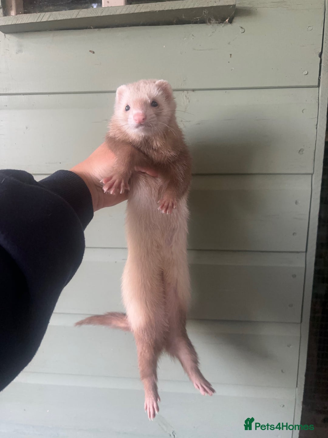 Ferret rodents for sale: Hand tame ferrets  - Image 4