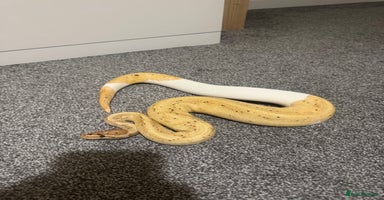 Python Snake reptiles Banana Pied Royal Python - Advert 5