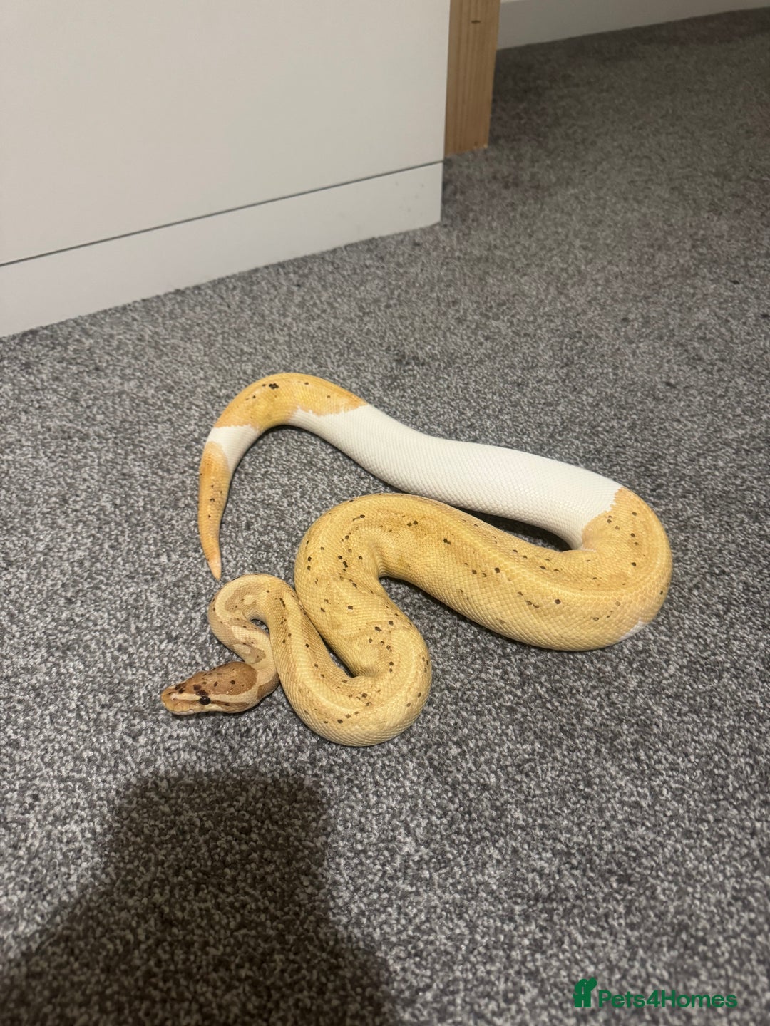 Python Snake reptiles for sale: Banana Pied Royal Python - Advert 3