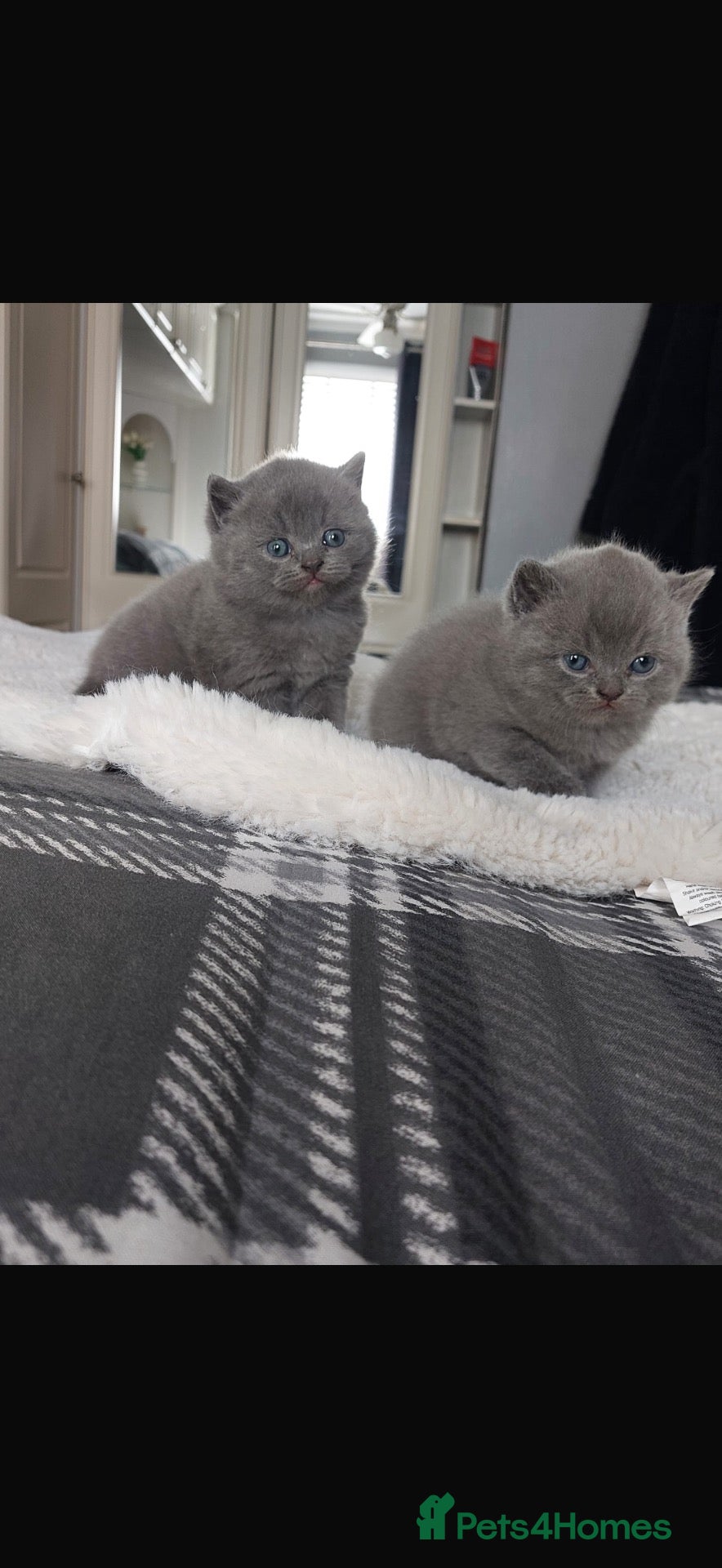 Scottish Fold cats Scottish fold kittens  - Advert 9