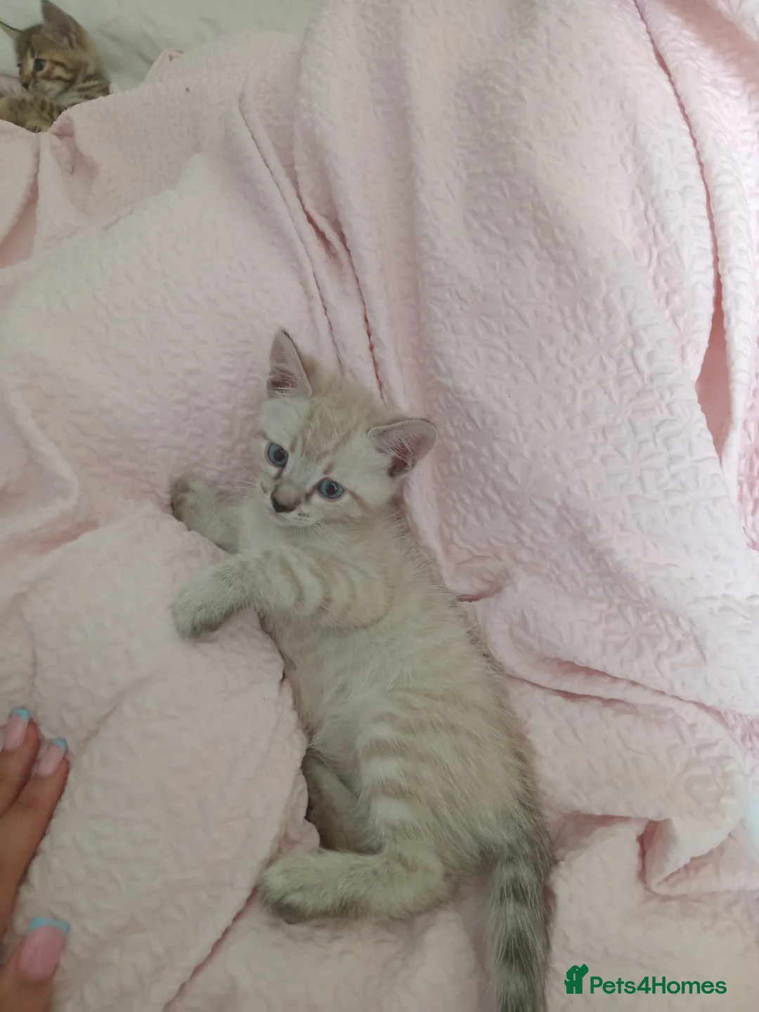 Bengal cats for sale: Bengal Kittens  - Advert 2