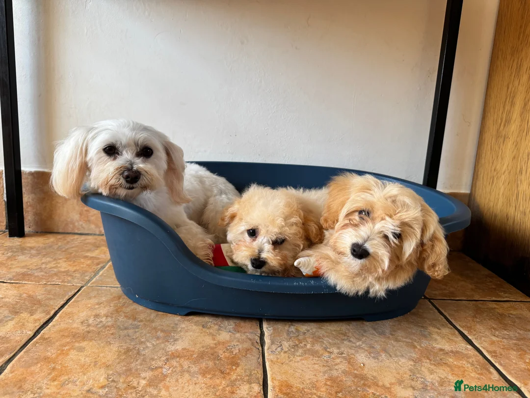 Maltipoo dogs for sale: Exceptional litter of F1 Maltipoo puppies - Advert 2
