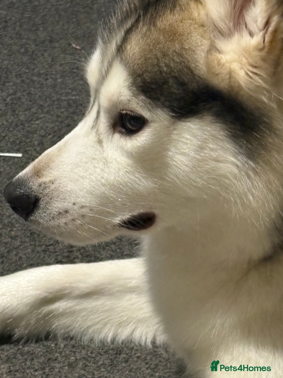 Siberian Husky dogs for sale: Husky  - Advert 1