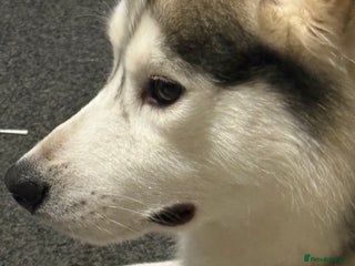 Siberian Husky dogs Husky - Advert 1