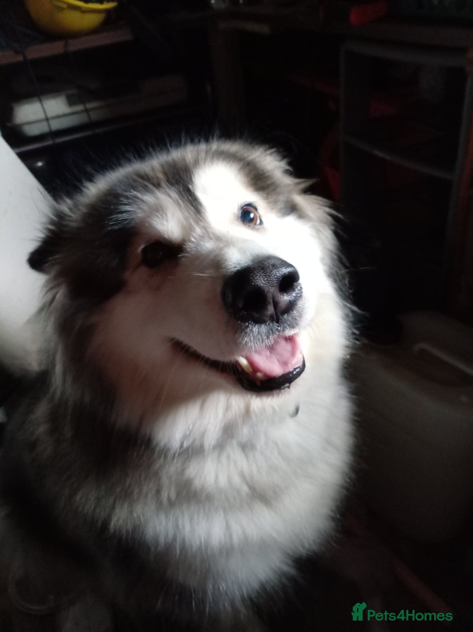 Mixed Breed dogs Alaskan malamute X Cane Corso - Advert 2