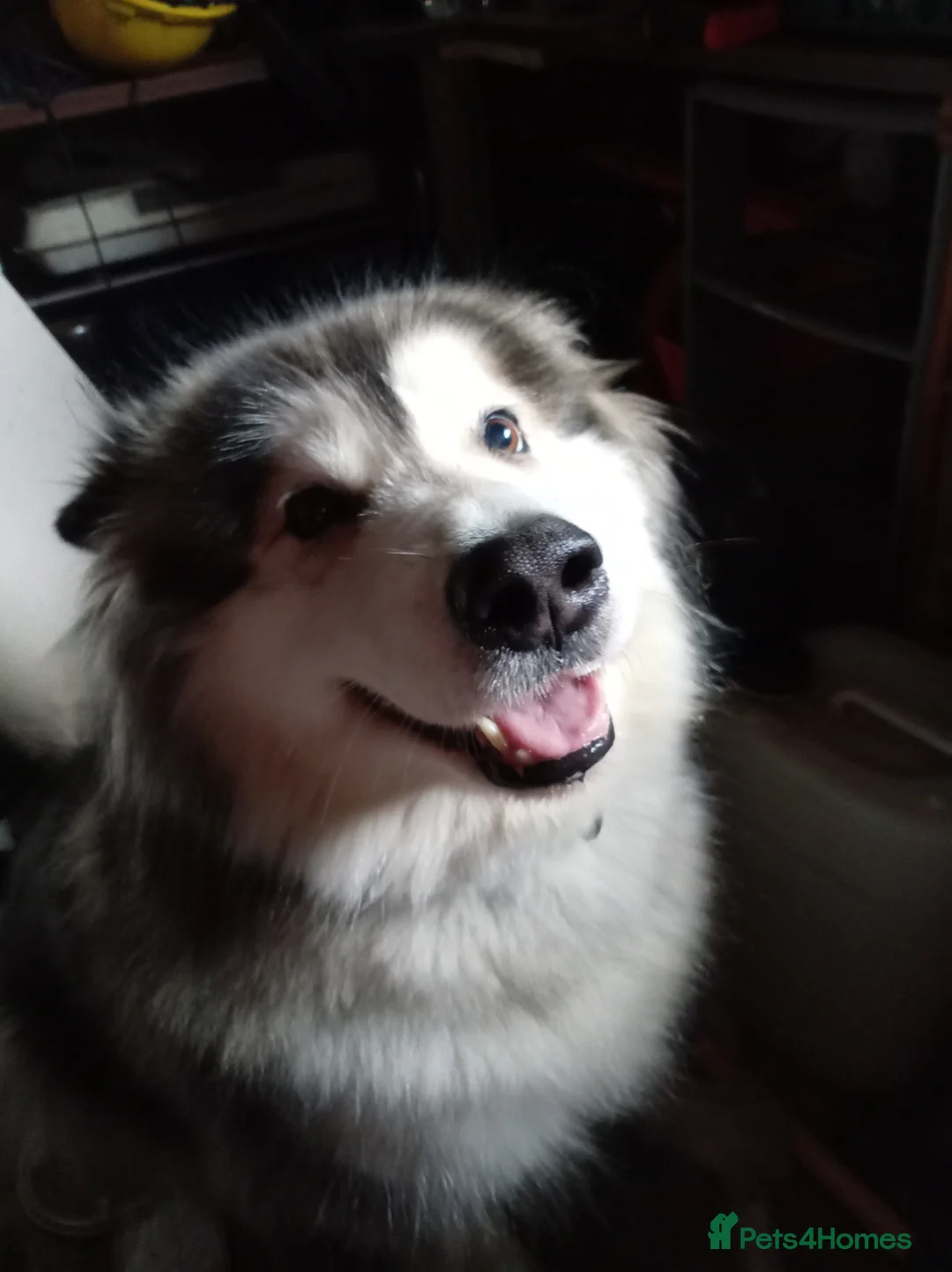 Mixed Breed dogs for sale: Alaskan malamute X Cane Corso - Advert 1