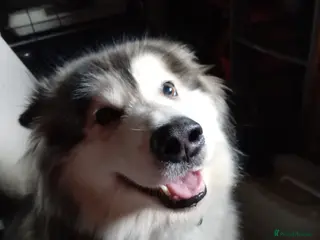 Mixed Breed dogs Alaskan malamute X Cane Corso - Advert 2