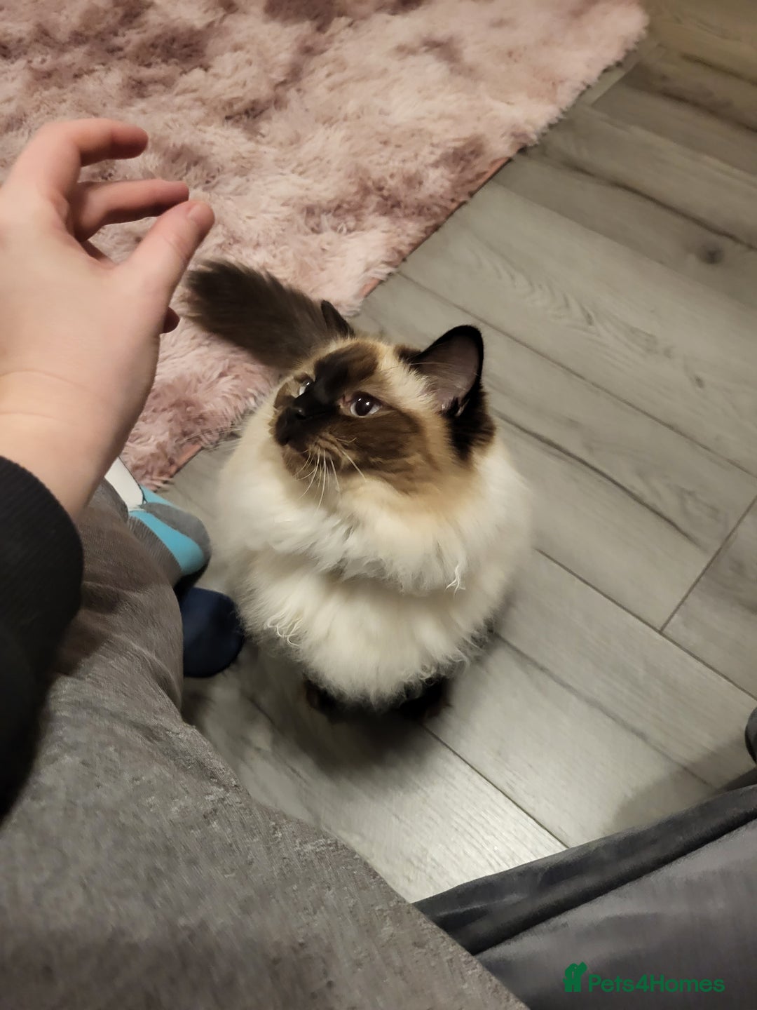 Ragdoll cats for sale: 2 3 year old ragdolld for sale  - Advert 1