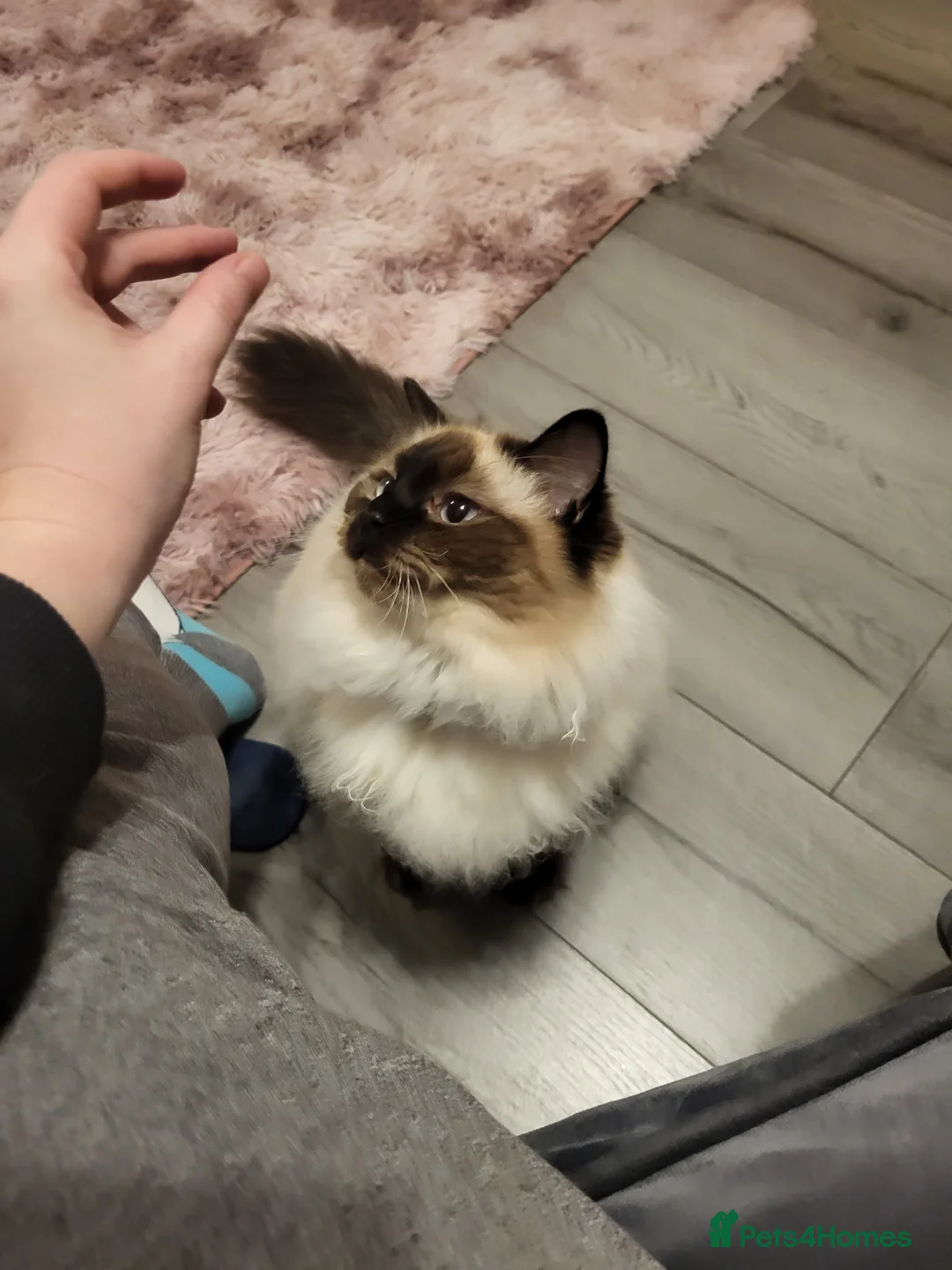 Ragdoll cats for sale: 2 3 year old ragdolld for sale  - Advert 1