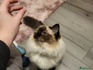 Ragdoll cats 2 3 year old ragdolld for sale - Advert 7