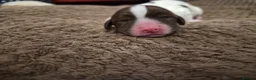 English Springer Spaniel dogs for sale: KC registered English Springer Spaniels - Advert 29