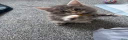 Maine Coon cats for sale: Pure mainecoon kittens DNA health tested parents.  - Advert 27