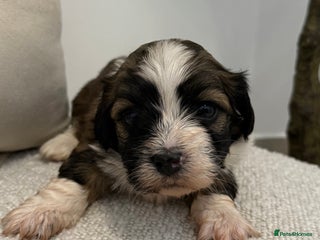Havanese dogs Adorable Havanese Puppies for sale - Advert 5