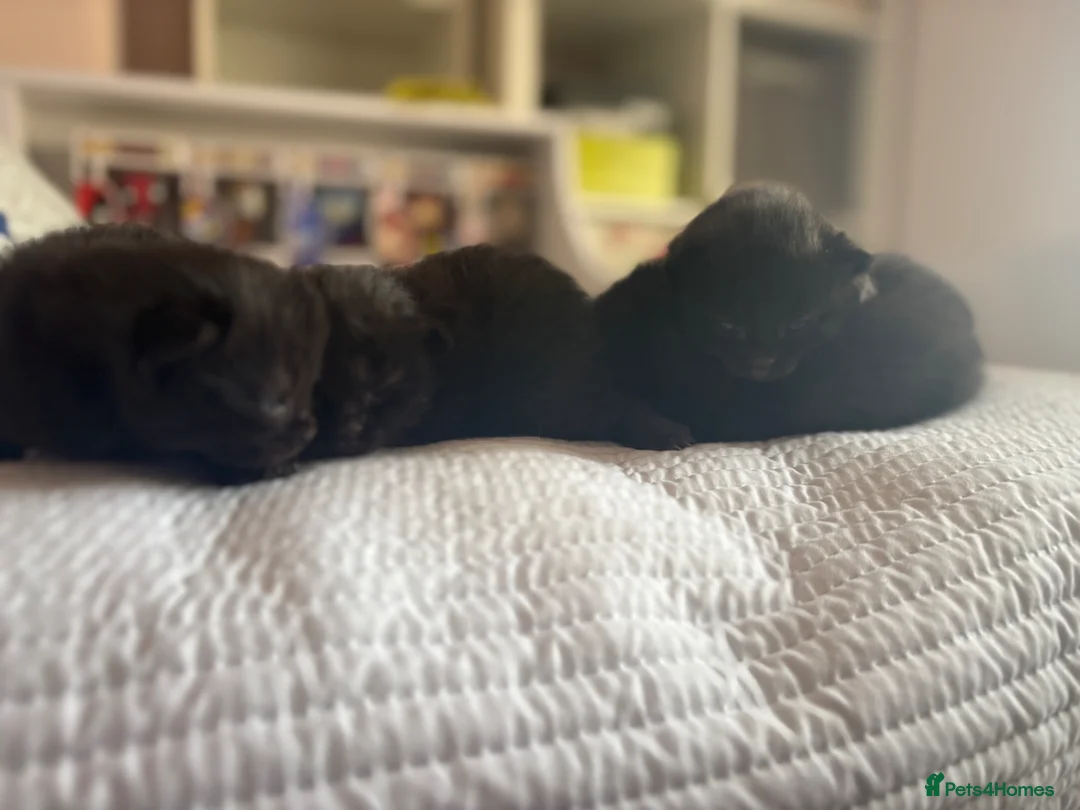 Mixed Breed cats for sale: Half Ragdoll kittens - 3 girls, 1 boy  - Advert 2